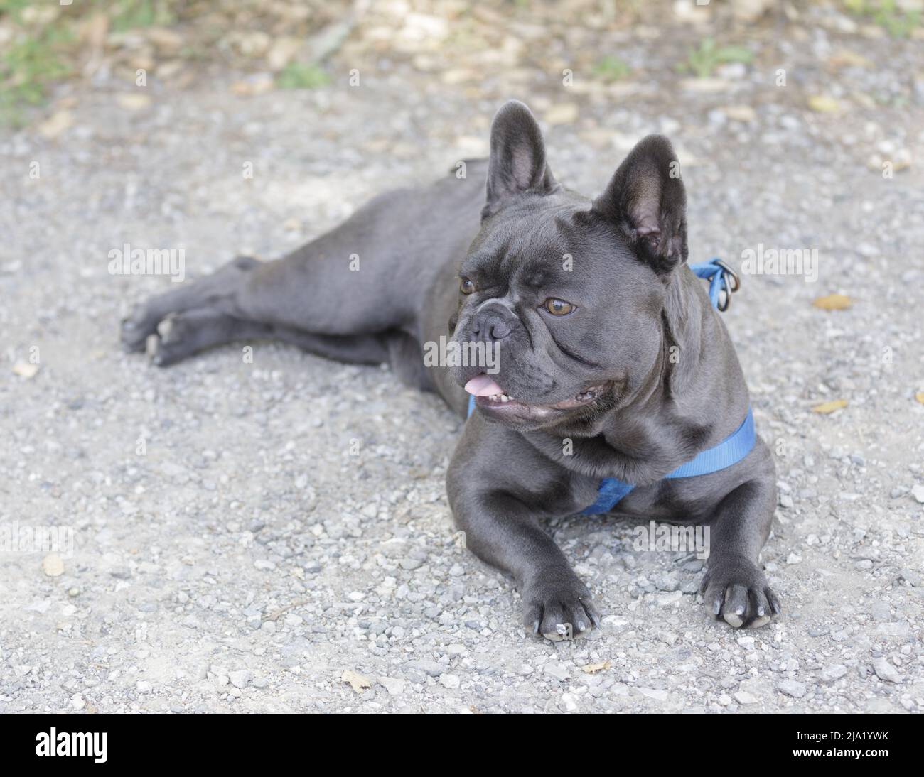 8 mesi-Old Blue Isabella maschio Frenchie sdraiato e guardando via. Parco per cani al guinzaglio nella California settentrionale. Foto Stock