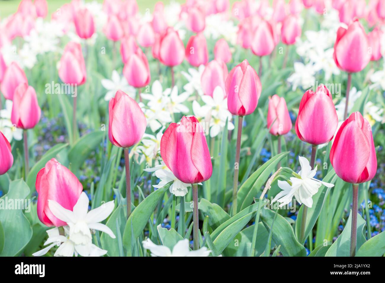 Tulipano rosa fiori sul campo tulipano in primavera. Tulipani luminosi e brillanti. Messa a fuoco selettiva Foto Stock