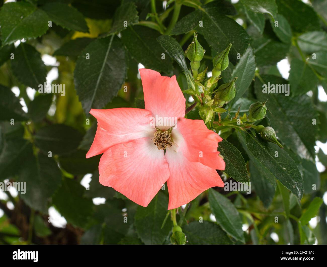 Impianto di rose di fronte a uno sfondo bianco Foto Stock