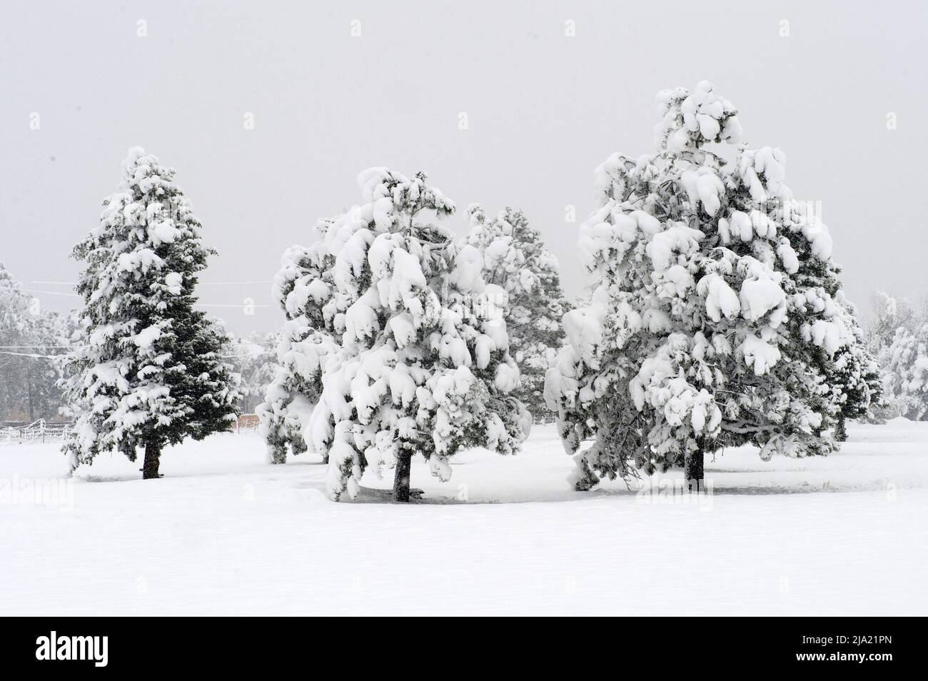 Tarda primavera, tempesta di neve a Colorado Springs, 20-21 maggio 2022 Foto Stock