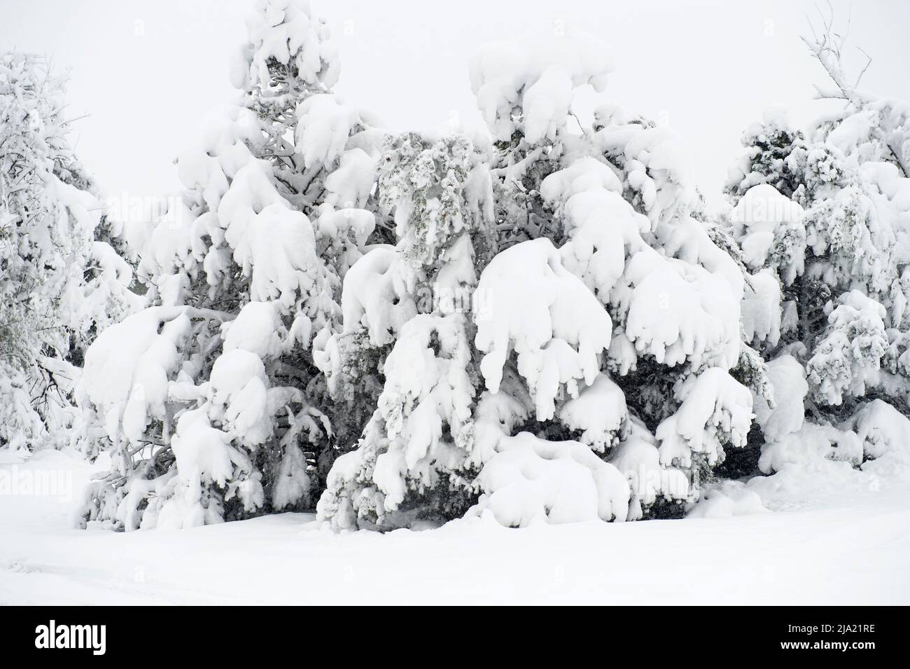 Tarda primavera, tempesta di neve a Colorado Springs, 20-21 maggio 2022 Foto Stock