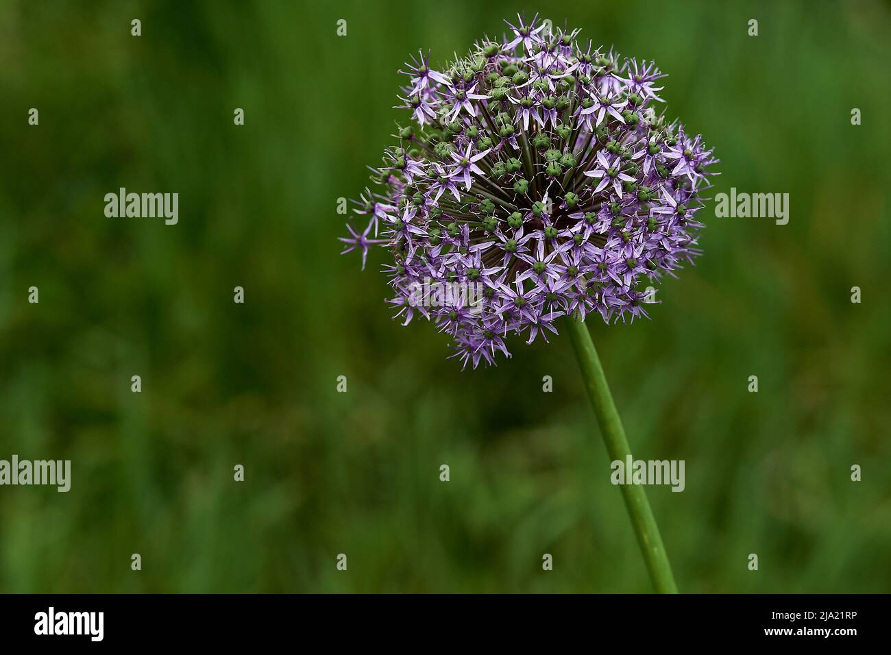 fuoco su un fiore viola dell'allio in fiore con sfondo sfocato verde morbido Foto Stock