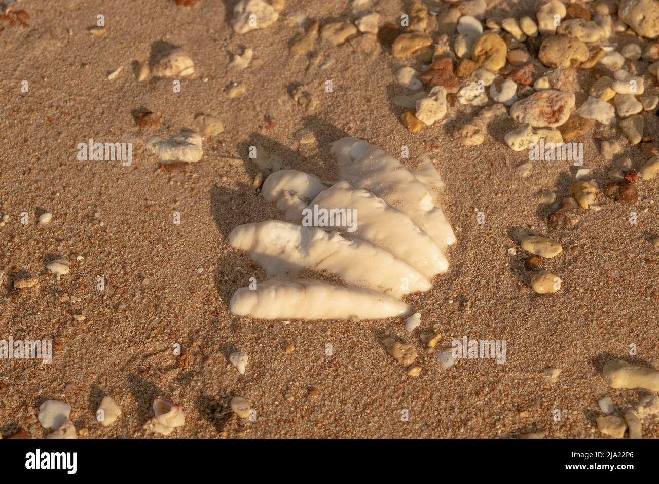 Primo piano della conchiglia fossilizzata di tridacna su una spiaggia di sabbia corallina nella zona surf. Mar Rosso, Egitto Foto Stock