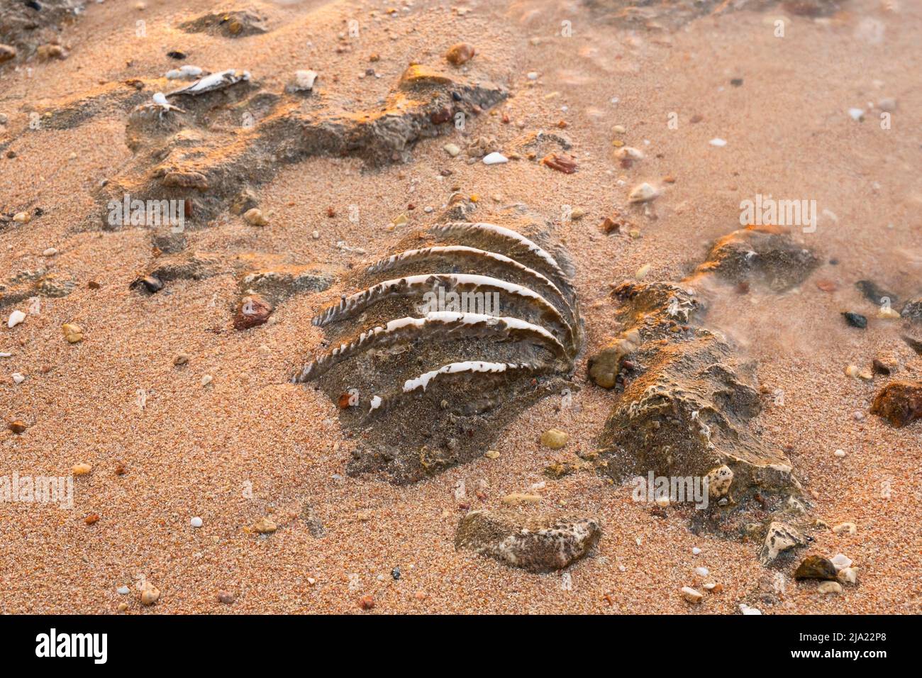 Primo piano della conchiglia fossilizzata di tridacna su una spiaggia di sabbia corallina nella zona surf. Mar Rosso, Egitto Foto Stock