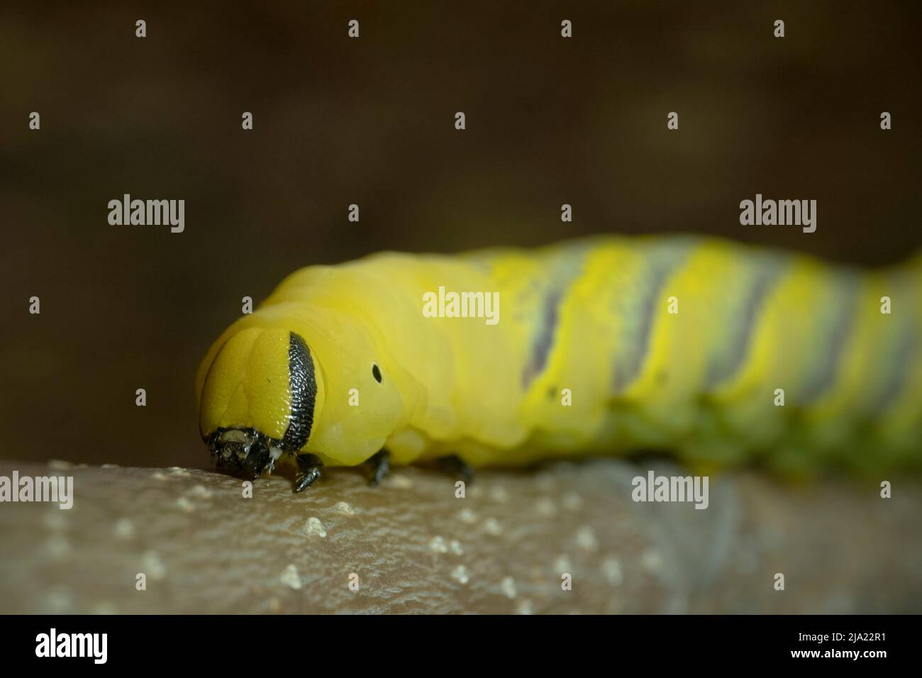 Larva (bruco) di morti farfalla testa Hawkmoth segue il ramo. Primo piano Foto Stock