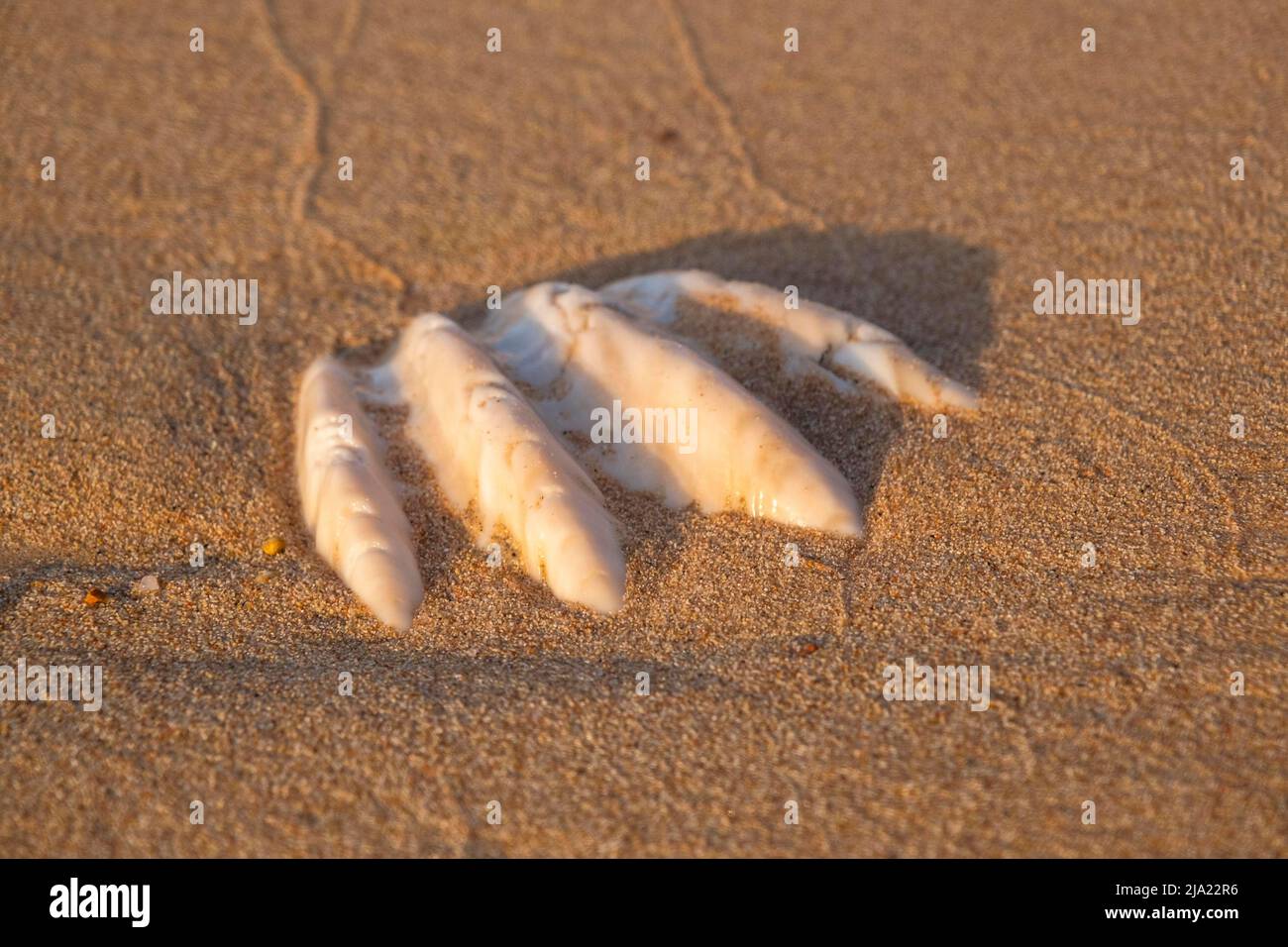 Primo piano della conchiglia fossilizzata di tridacna su una spiaggia di sabbia corallina nella zona surf. Mar Rosso, Egitto, Africa Foto Stock