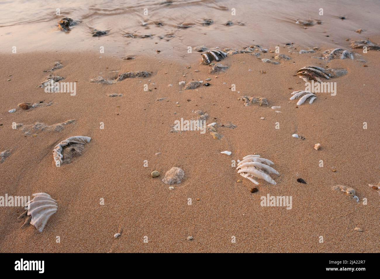 Conchiglia di tridacna fossilizzata su una spiaggia di sabbia corallina nella zona surf. Mar Rosso, Egitto Foto Stock
