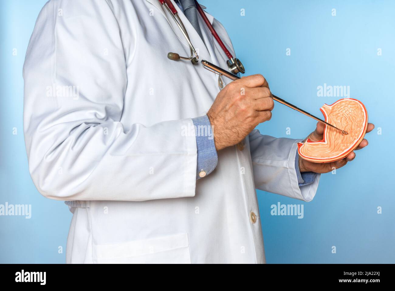 medico irriconoscibile in abito che punta all'interno di uno stomaco di un modello anatomico Foto Stock