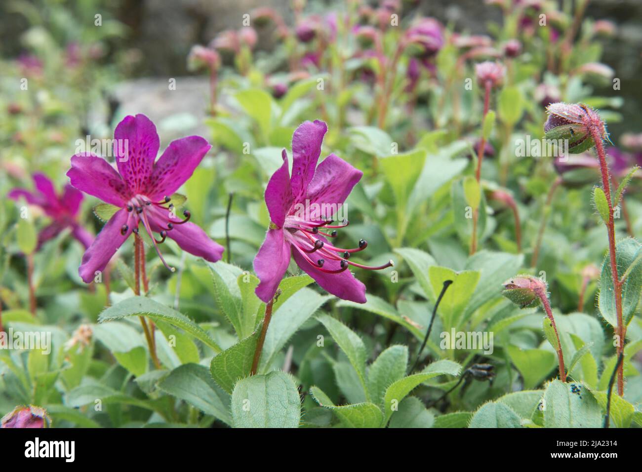 Rhodendron (Rhodendron camtschaticum), Rhodendron Park Bremen, Germania, Europa Foto Stock