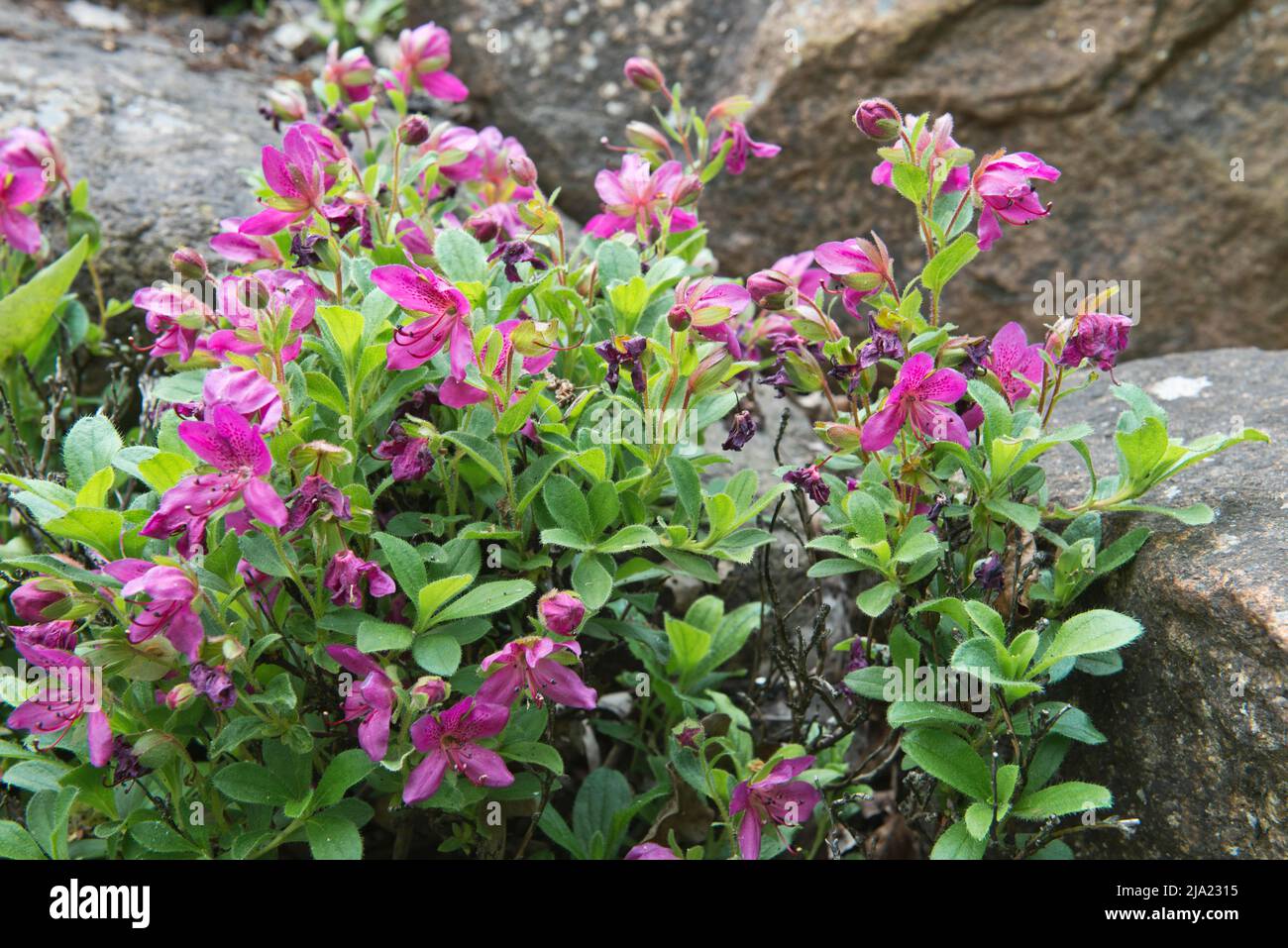 Rhodendron (Rhodendron camtschaticum), Rhodendron Park Bremen, Germania Foto Stock