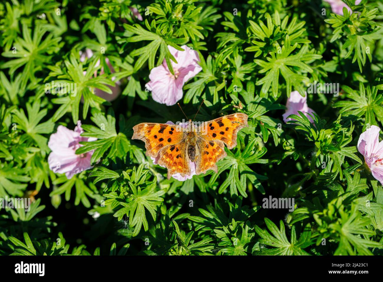 Arancione e nero chiazzato grande Tortoiseshell (policloros Nymphalis) farfalla su una pianta di geranio sanguineum in un giardino in Surrey, Inghilterra sud-orientale Foto Stock