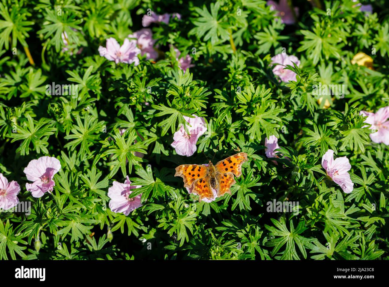 Arancione e nero chiazzato grande Tortoiseshell (policloros Nymphalis) farfalla su una pianta di geranio sanguineum in un giardino in Surrey, Inghilterra sud-orientale Foto Stock