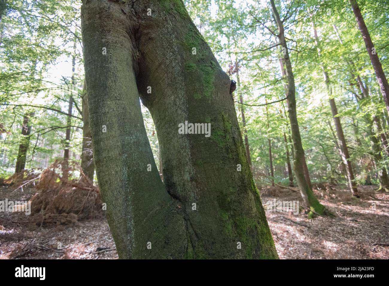 Darss primeval Forest, strutturalmente ricco albero crescita, Vorpommersche Boddenlandschaft Parco Nazionale, Germania Foto Stock