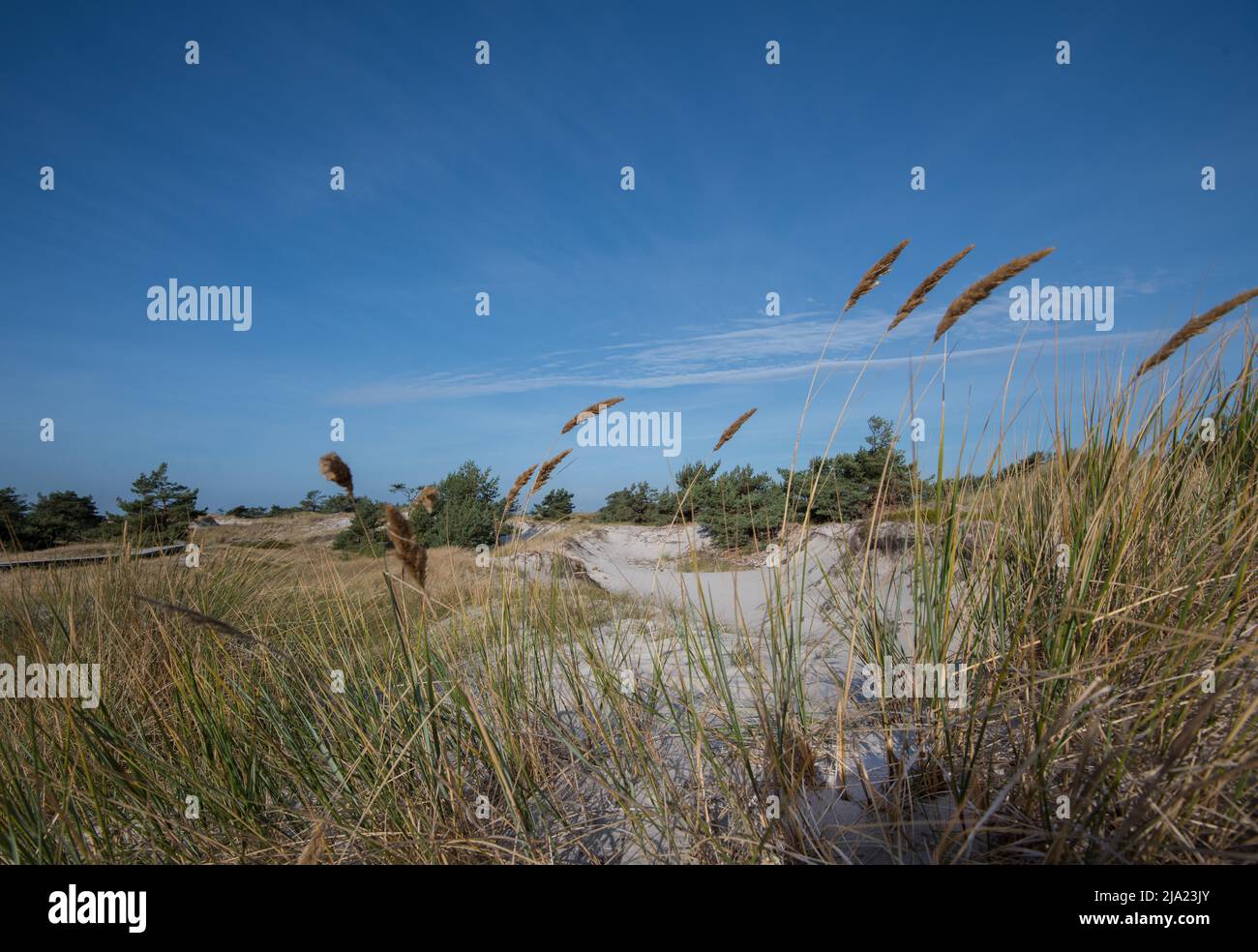 Vista sulla duna, sviluppo naturale dinamico del paesaggio, Vorpommersche Boddenlandschaft National Park, Meclemburgo-Pomerania occidentale Foto Stock