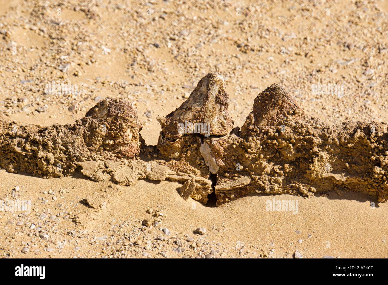 Primo piano. Scheletro di una balena Basilosaurus, Wadi Hitan Sito Patrimonio Mondiale dell'Umanità, Fayum, Egitto Foto Stock