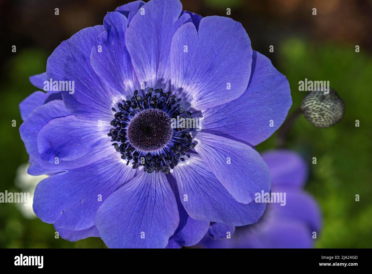 Fiore di un anemone blu, Anemone de Caen Sig. Fokker, BaAnemone de Caen Sig. Fokkerden-Wuerttemberg, Germania Foto Stock