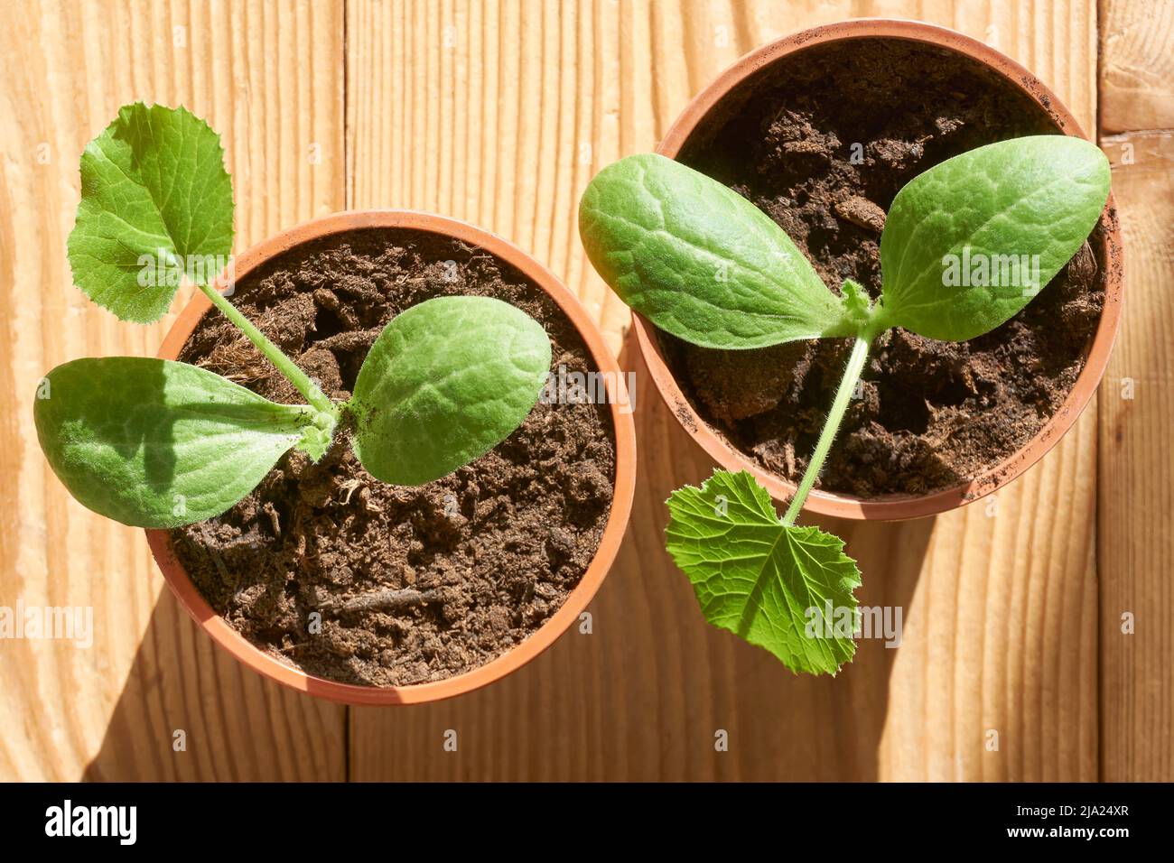 Piantine di zucchine o zucchine in contenitori di plastica arancione. Piante di sapling verdi in un lotto di stanza dei bambini. Concetto di giardinaggio domestico. Foto Stock