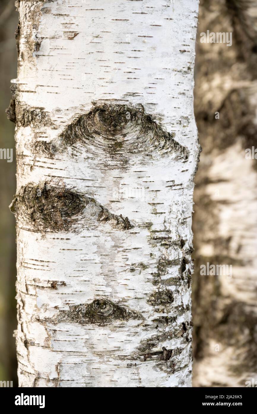 Bianco-nero, tronco di betulla Foto Stock