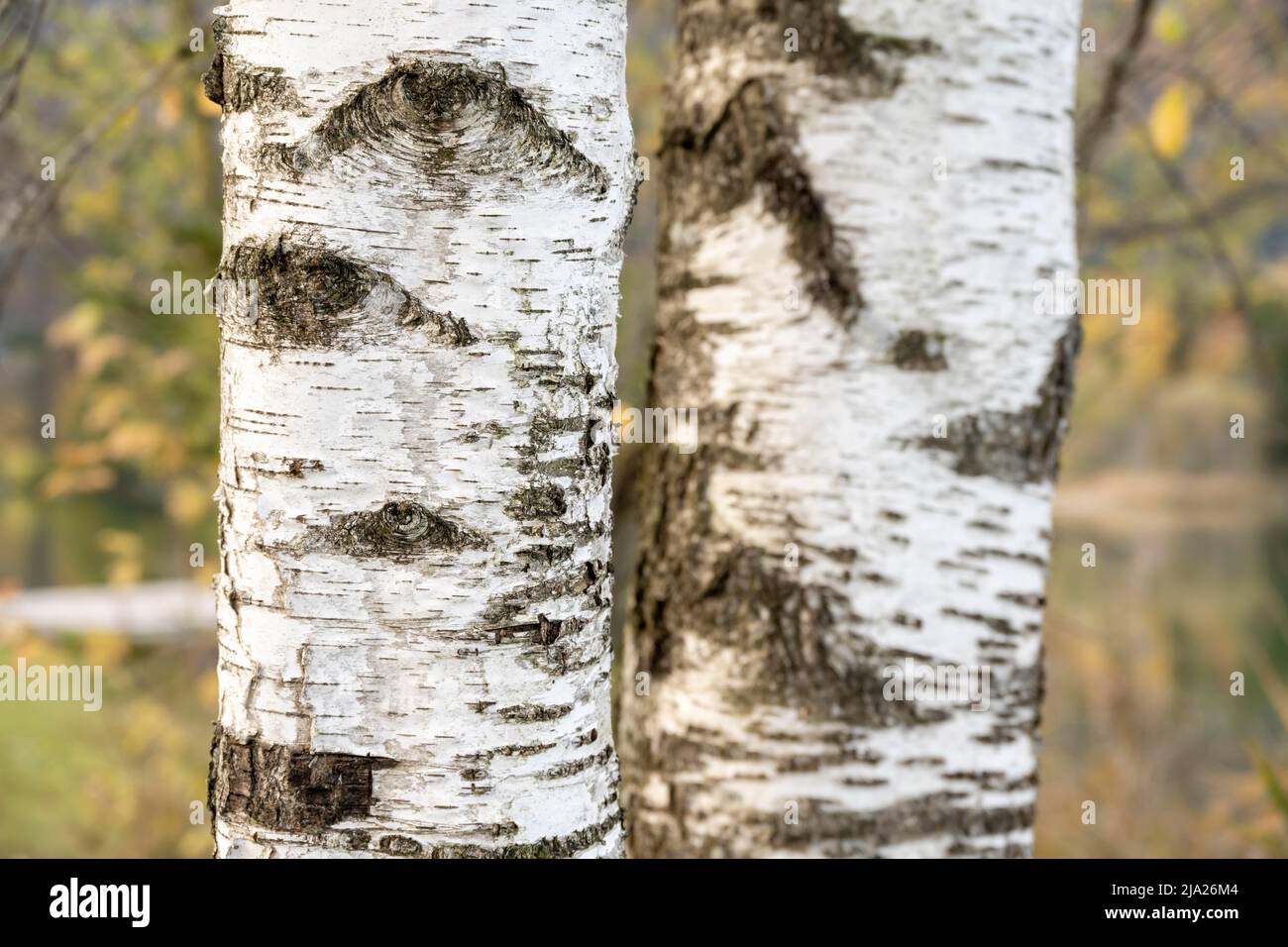 Bianco-nero, tronco di betulla Foto Stock