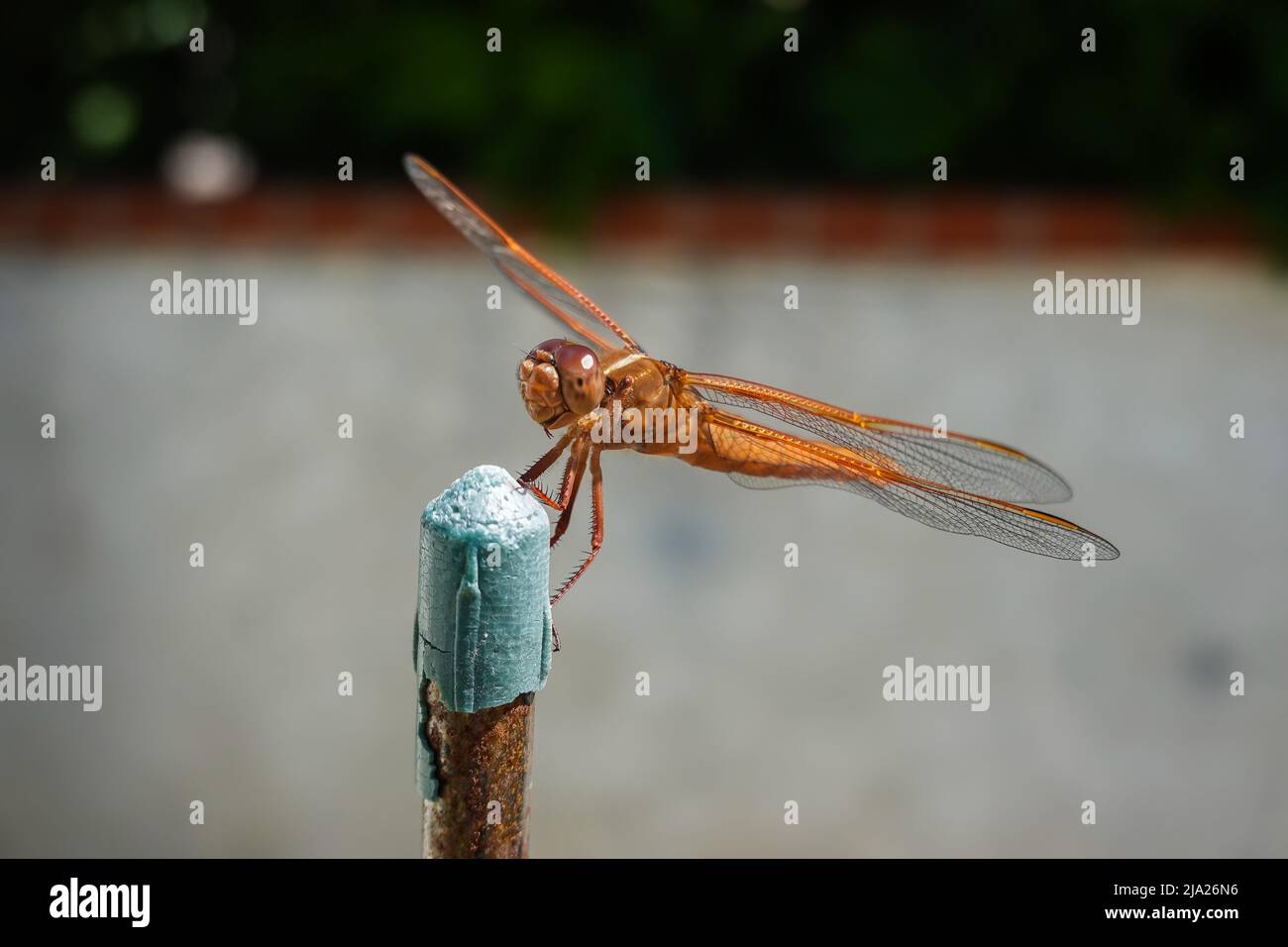 Skimmer femminile della fiamma della dragonfly anche conosciuto come skimmer del firecracker (Libellula saturata) nella contea di Orange California. Nativo al Nord America occidentale Foto Stock
