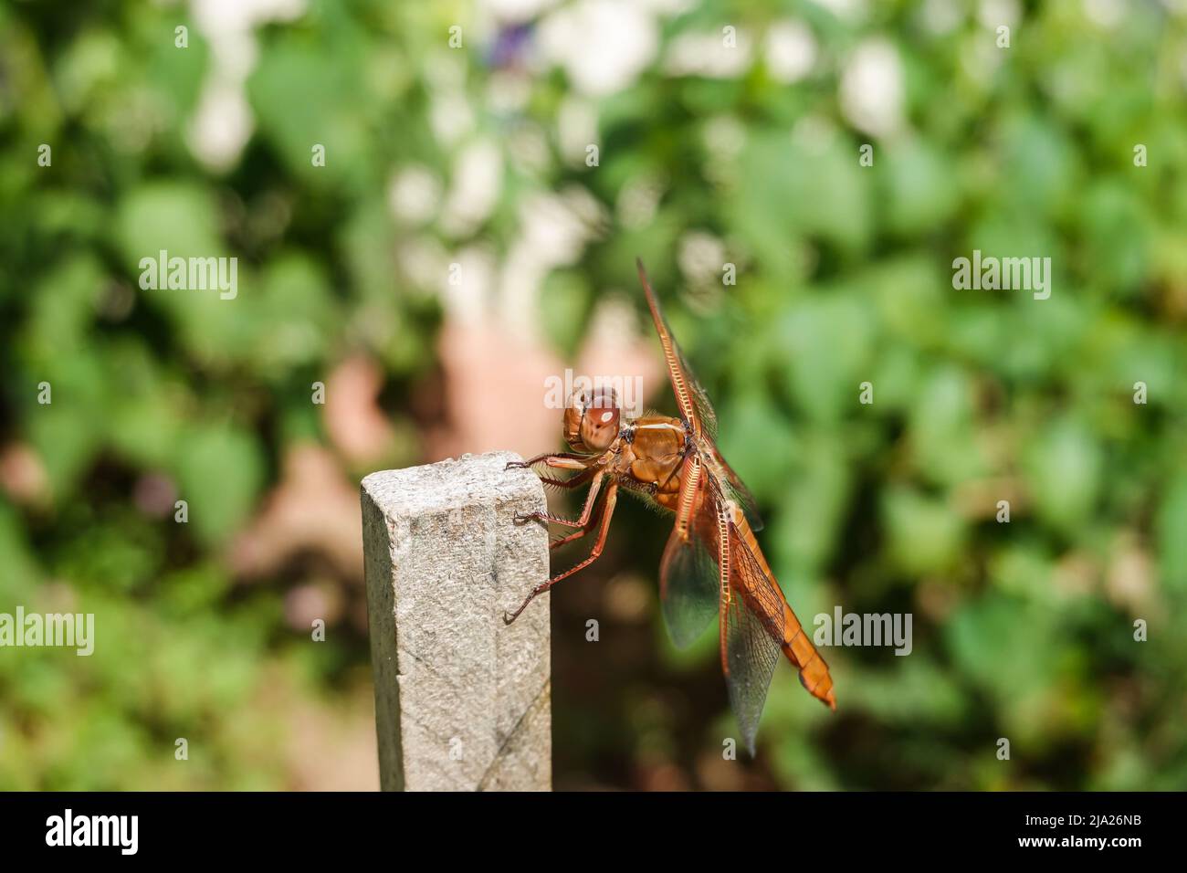 Skimmer femminile della fiamma della dragonfly anche conosciuto come skimmer del firecracker (Libellula saturata) nella contea di Orange California. Nativo al Nord America occidentale Foto Stock