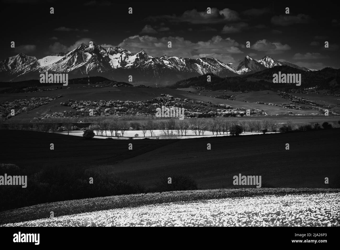 Vette innevate, prato pieno di fiori, prati verdi, primavera mattina, luce selettiva, montagne tatra, slovacchia Foto Stock
