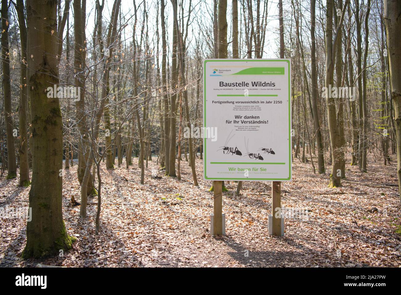 Ufficio di informazione creativa sullo sviluppo della foresta naturale, Parco Nazionale Eifel, Renania settentrionale-Vestfalia, Germania Foto Stock