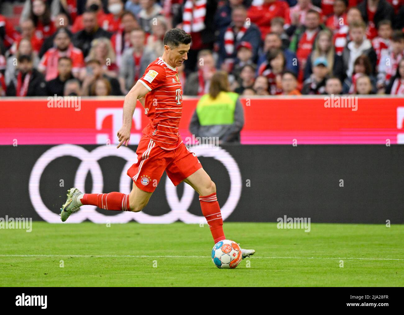 Azione Robert Lewandowski FC Bayern Monaco FCB sulla palla, di fronte al logo Audi, Allianz Arena, Monaco, Baviera, Germania Foto Stock