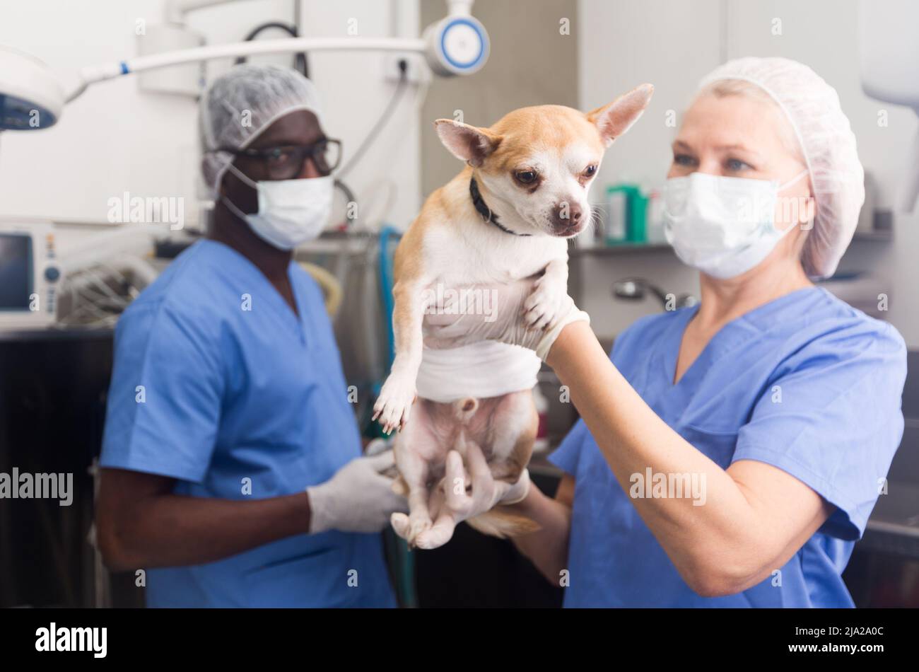 Donna veterinario che tiene il cane in clinica veterinario, assistente uomo Foto Stock