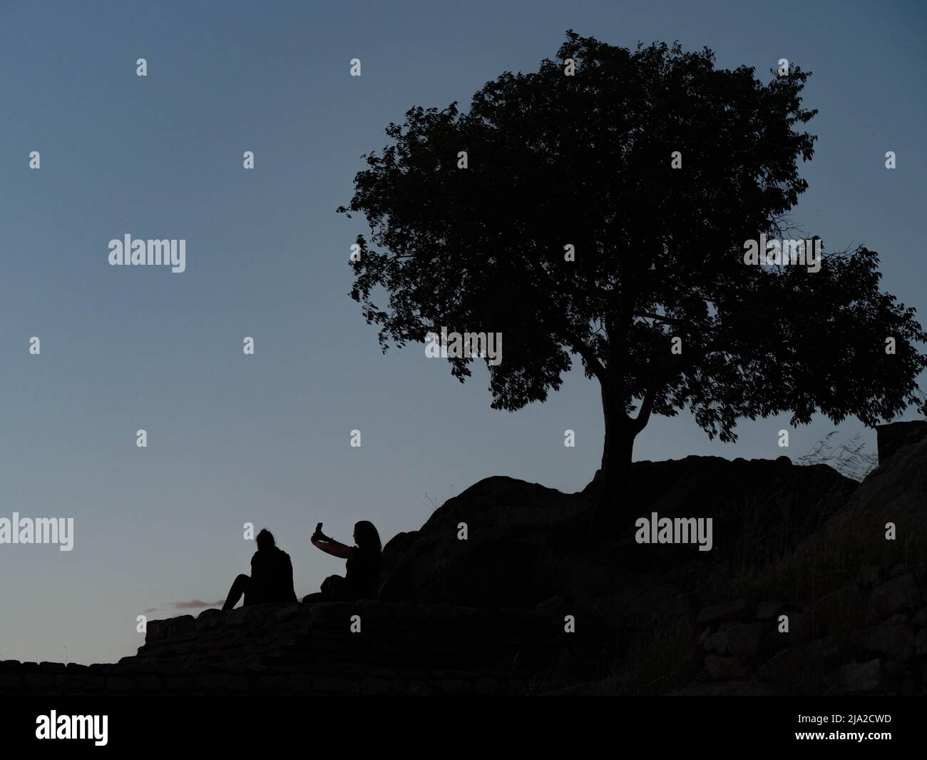 Vista silhouette di un albero e due donne sedute sotto di esso sulla collina insieme al crepuscolo, una delle quali con smartphone Foto Stock
