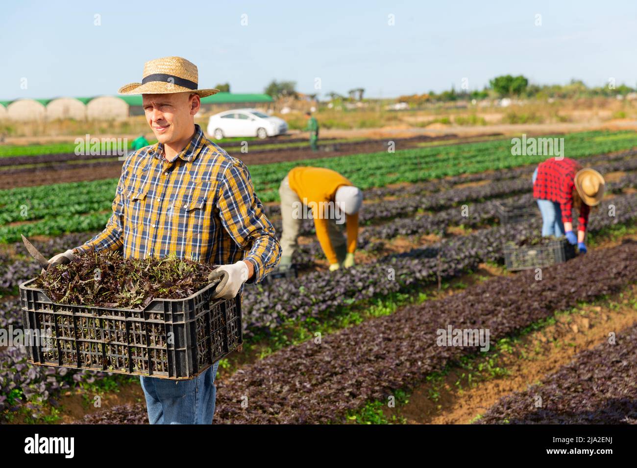 Ritratto di orticoltore in piedi su piantagione di fattoria con scatola di rucola foglia rossa durante la raccolta Foto Stock