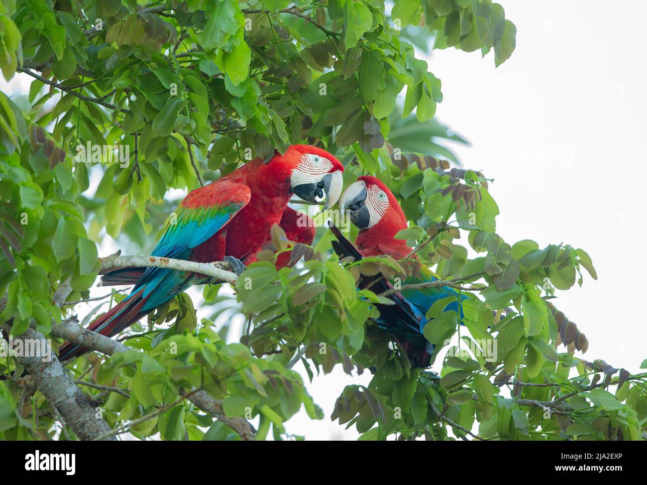 Scarlatto Macaw (Ara macao) coppia in albero Foto Stock