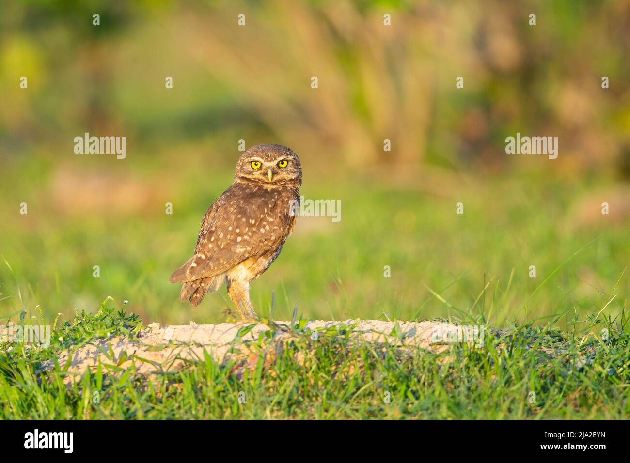 Burrowing Owl (Atene cunicularia) in piedi da burrow Foto Stock