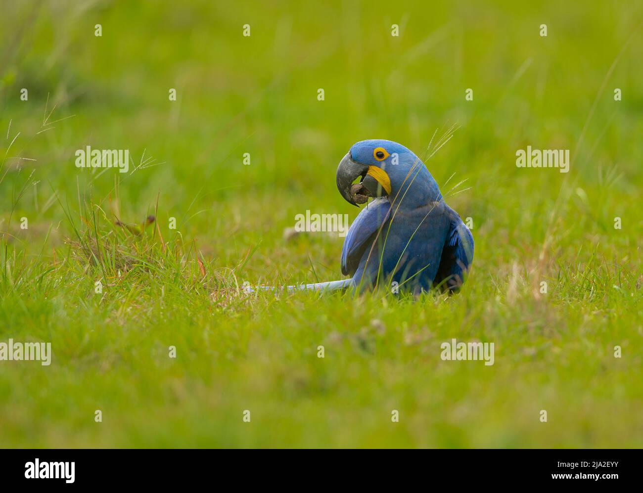 Iacinto Macaw (Anodorhynchus hyacinthinus) in erba che mangia seme Foto Stock