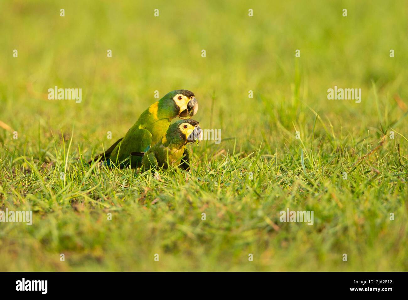 Macaw dorato (Primolius auricollis) coppia in erba Foto Stock