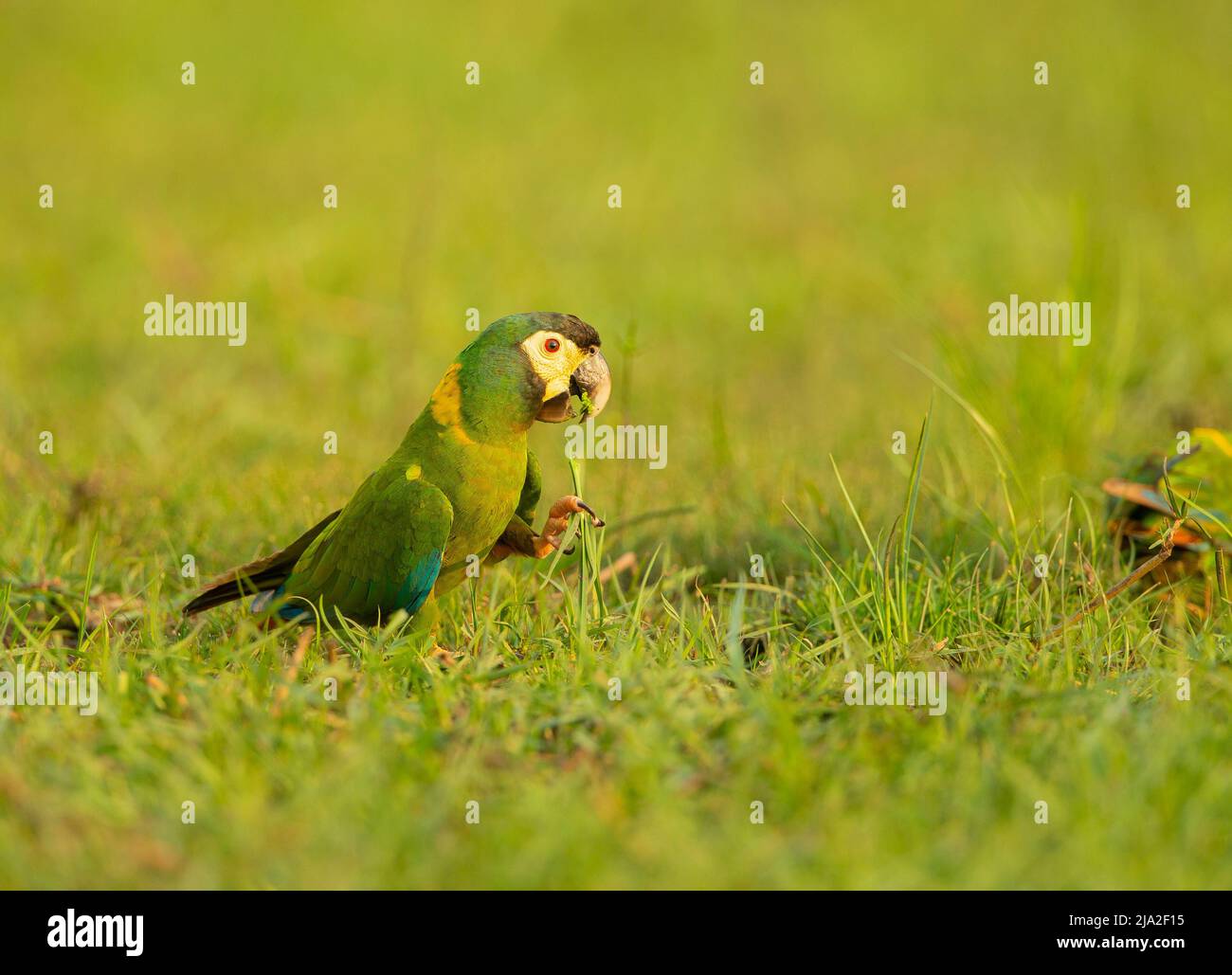 Macaw dorato (Primolius auricollis) Foto Stock