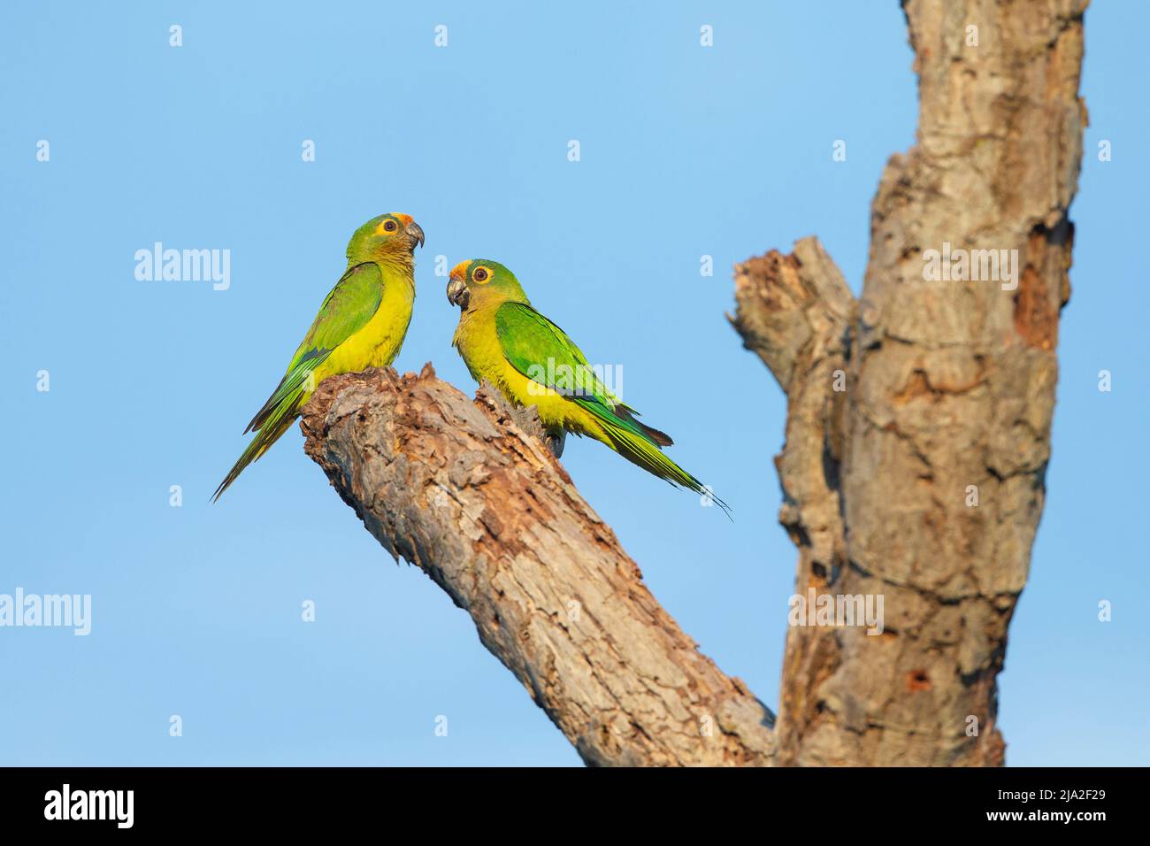Coppia di parakeet con fronte pesca (Aratinga aurea) su ramo d'albero Foto Stock