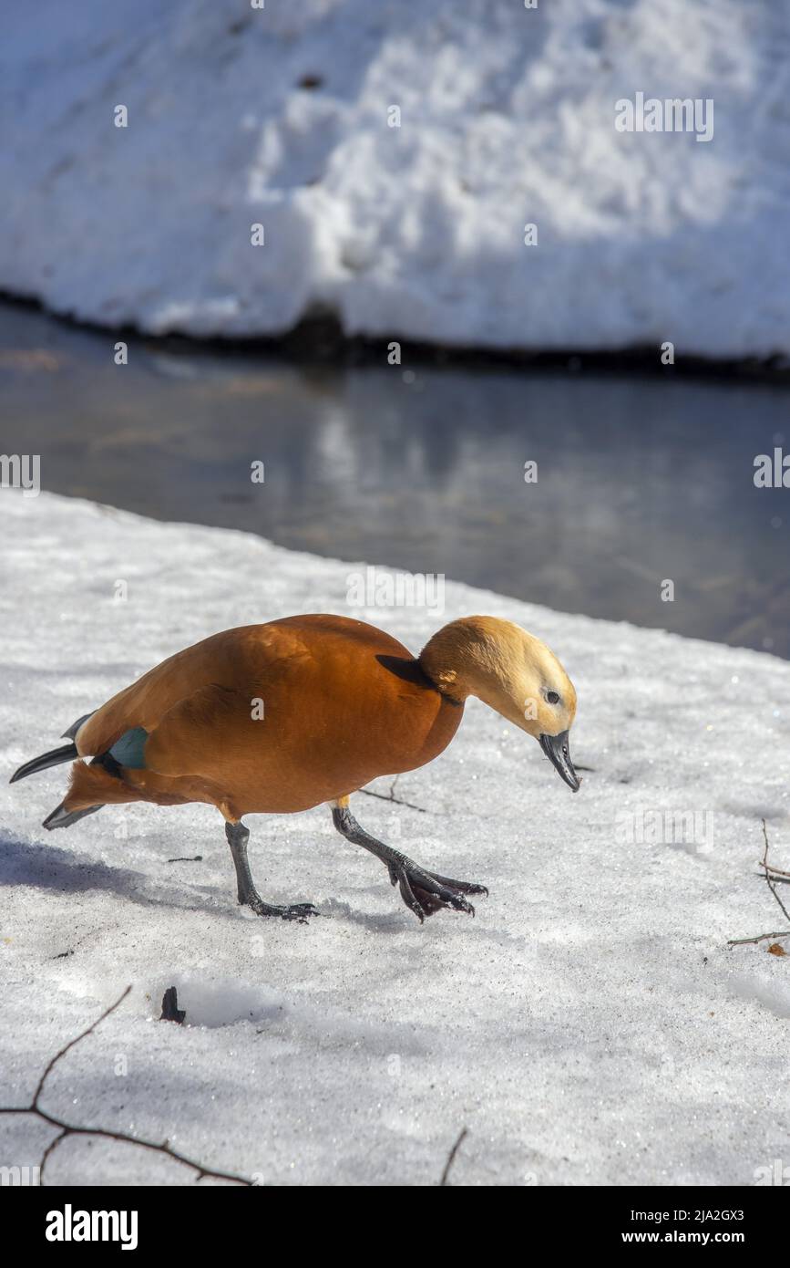 Anatra ogar sulla neve bianca in una giornata invernale. Foto Stock