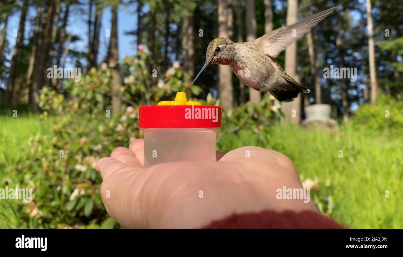 Primo piano di un nettare da bere di colibrì da un alimentatore manuale. Foto Stock