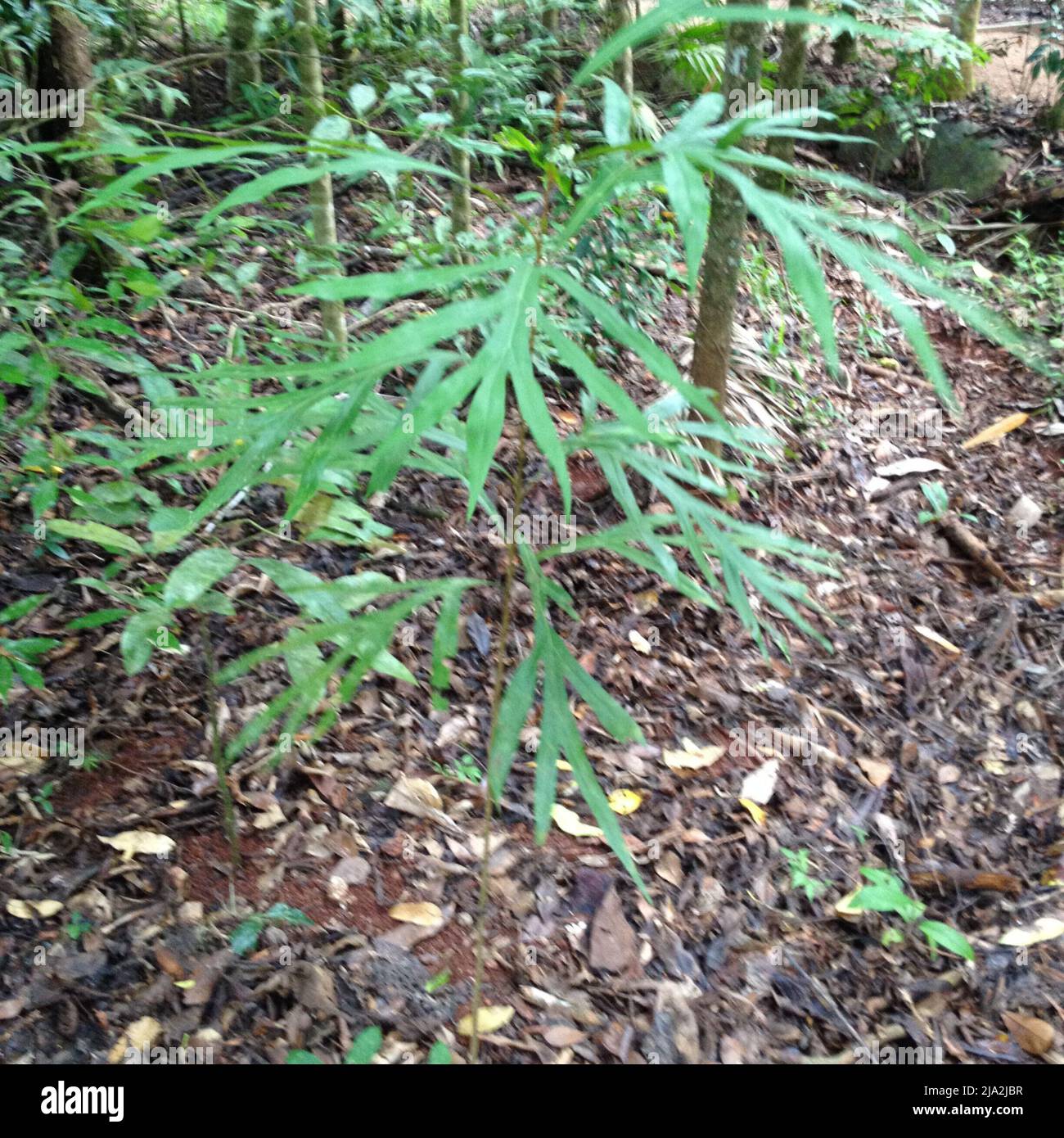 Antica Bull Oak Daintree Rainforest Australia Foto Stock
