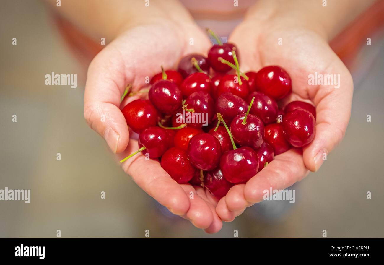 Ciliegina nelle mani. Frutta biologica. Gli agricoltori hanno a disposizione frutta appena raccolta. Ciliegie fresche biologiche. Foto sfocata, messa a fuoco selettiva Foto Stock