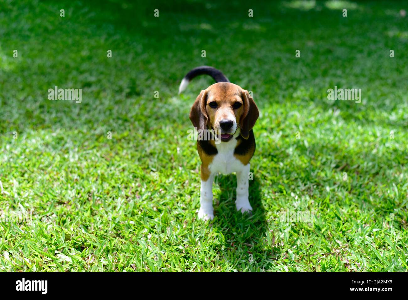 Il beagle si trova nell'erba. Ritratto di cane di razza. Happy Dog sulla passeggiata nel parco. Concetto di cane sano Foto Stock