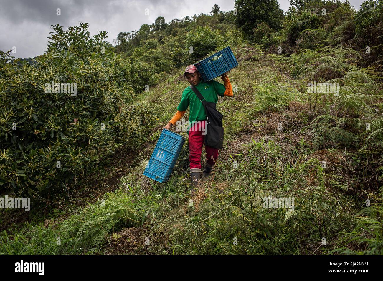 Salgar, Colombia. 16th Apr 2018. Un lavoratore porta una scatola piena di avocado durante il raccolto presso la fattoria 'la Regadaa' a Salgar. La produzione di avocado nella regione dell'Antioquia in Colombia è in rapida espansione sin dall'inizio della coltivazione di questo frutto nel 2014. Da 1.500 toni nel primo anno, hanno esportato più di 500.000 toni nel 2020, diventando il 4th maggiore produttore di questo frutto. (Foto di Eduardo Leal/SOPA Images/Sipa USA) Credit: Sipa USA/Alamy Live News Foto Stock