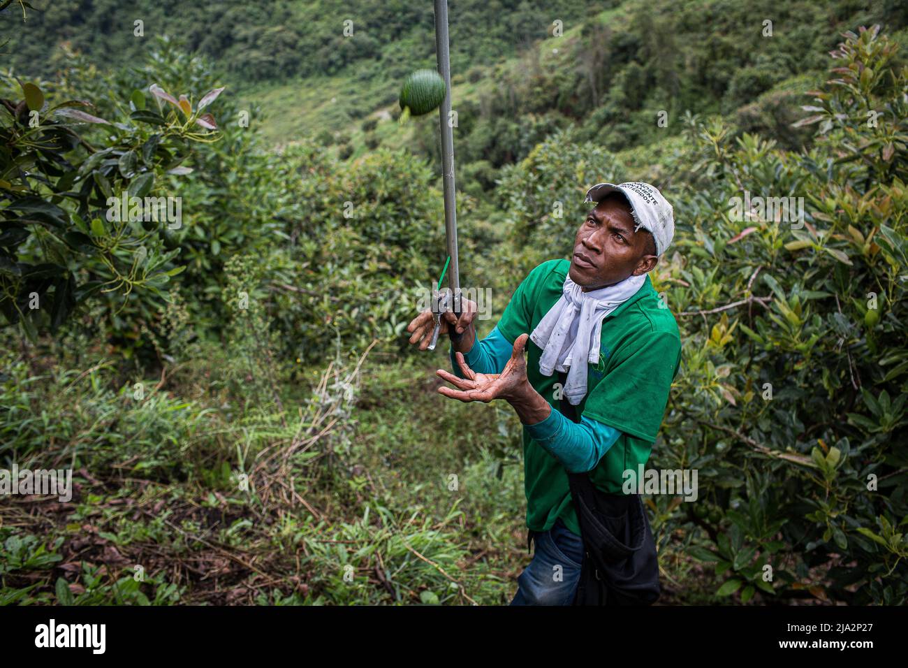 Un lavoratore sceglie un avocado da un albero sui 80 ettari di piantagione di avocado 'la Regada' a Salgar. La produzione di avocado nella regione dell'Antioquia in Colombia è in rapida espansione sin dall'inizio della coltivazione di questo frutto nel 2014. Da 1.500 toni nel primo anno, hanno esportato più di 500.000 toni nel 2020, diventando il 4th maggiore produttore di questo frutto. (Foto di Eduardo Leal / SOPA Images/Sipa USA) Foto Stock