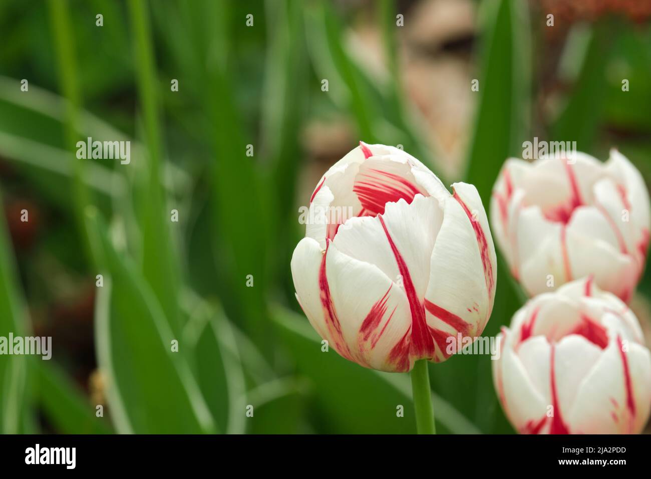 Vista ravvicinata dei fiori di tulipano del Canada 150 con la loro colorazione rossa e bianca davanti ad uno sfondo verde. Foto Stock