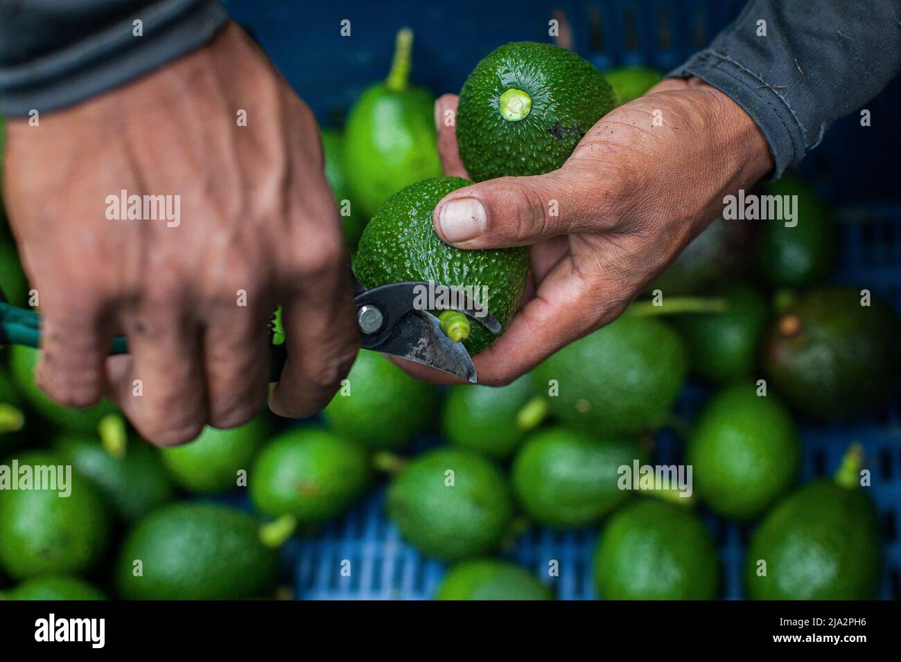 Salgar, Antioquia, Colombia. 16th Apr 2018. Un operaio taglia il gambo dell'avocado durante il raccolto presso la fattoria 'la Regadaa' a Salgar. La produzione di avocado nella regione dell'Antioquia in Colombia è in rapida espansione sin dall'inizio della coltivazione di questo frutto nel 2014. Da 1.500 toni nel primo anno, hanno esportato più di 500.000 toni nel 2020, diventando il 4th maggiore produttore di questo frutto. (Credit Image: © Eduardo Leal/SOPA Images via ZUMA Press Wire) Foto Stock