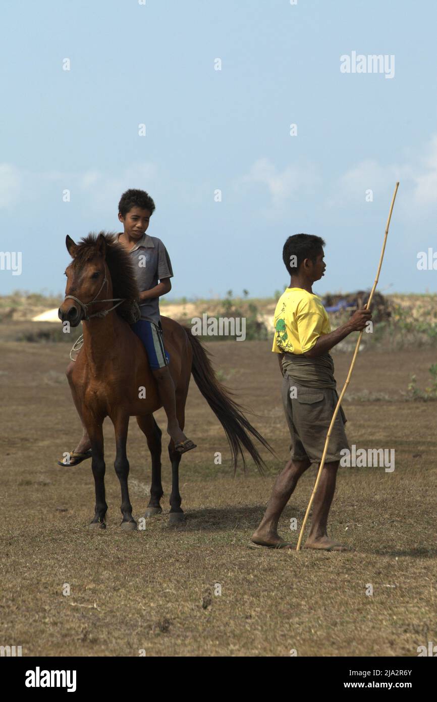 Un bambino passa un pastore mentre guida un pony su una prateria costiera durante la stagione secca a Tosi, Pero Batang, Kodi, Sumba sud-occidentale, Nusa Tenggara orientale, Indonesia. Foto Stock Un bambino passa un pastore mentre guida un pony su una prateria costiera durante la stagione secca a Tosi, Pero Batang, Kodi, Sumba sud-occidentale, Nusa Tenggara orientale, Indonesia. Foto Stock