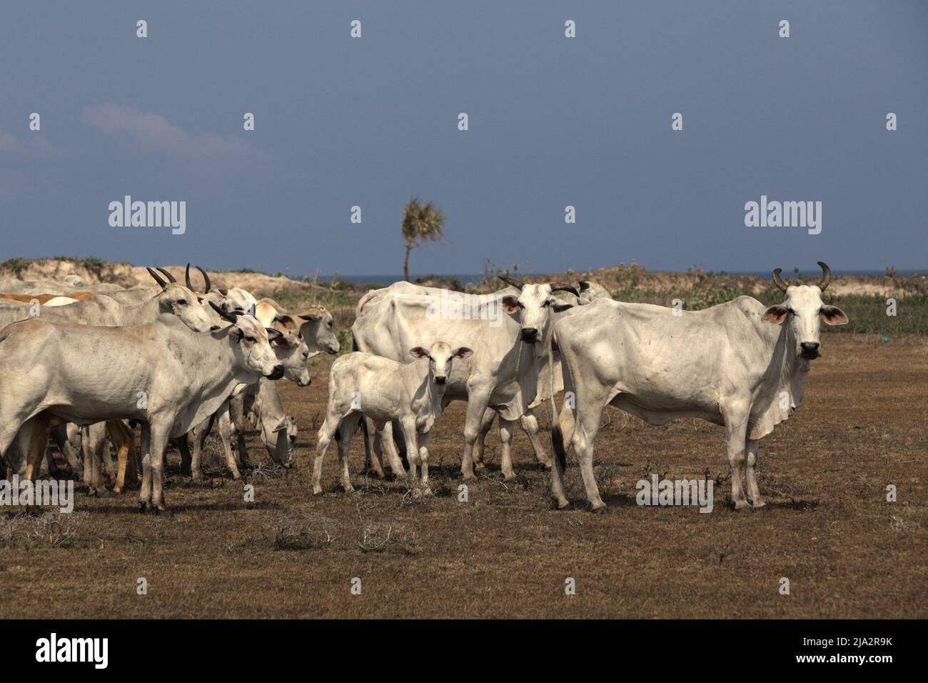 Un allevamento di bovini su una prateria costiera durante la stagione secca a Tosi, Pero Batang, Kodi, Sumba sudoccidentale, Nusa Tenggara orientale, Indonesia. Foto Stock Un allevamento di bovini su una prateria costiera durante la stagione secca a Tosi, Pero Batang, Kodi, Sumba sudoccidentale, Nusa Tenggara orientale, Indonesia. Foto Stock