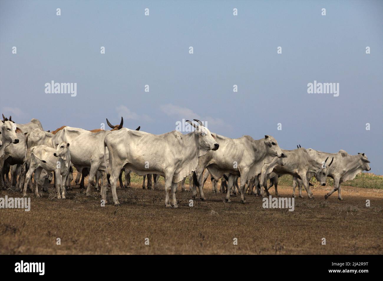 Un allevamento di bovini su una prateria costiera durante la stagione secca a Tosi, Pero Batang, Kodi, Sumba sudoccidentale, Nusa Tenggara orientale, Indonesia. Foto Stock Un allevamento di bovini su una prateria costiera durante la stagione secca a Tosi, Pero Batang, Kodi, Sumba sudoccidentale, Nusa Tenggara orientale, Indonesia. Foto Stock