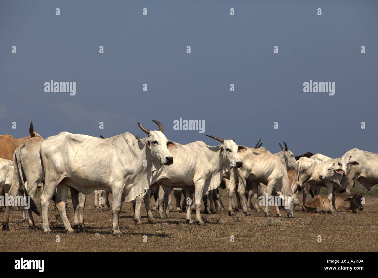 Un allevamento di bovini su una prateria costiera durante la stagione secca a Tosi, Pero Batang, Kodi, Sumba sudoccidentale, Nusa Tenggara orientale, Indonesia. Foto Stock Un allevamento di bovini su una prateria costiera durante la stagione secca a Tosi, Pero Batang, Kodi, Sumba sudoccidentale, Nusa Tenggara orientale, Indonesia. Foto Stock